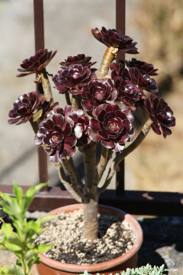 aeonium